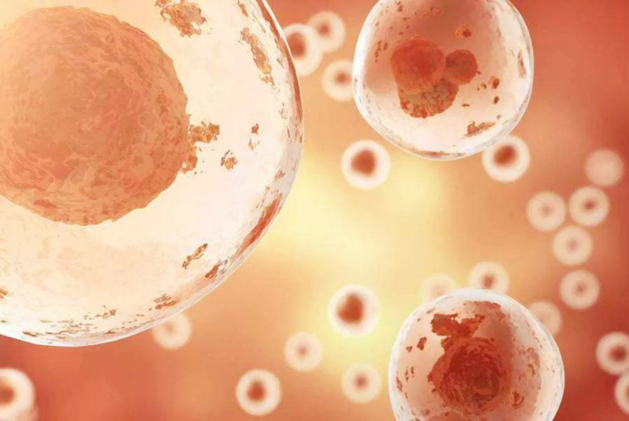 卵泡监测在试管婴儿期间有什么作用?卵泡监测是怎么做的? 卵泡监测在试管婴儿期间有什么作用?卵泡监测是怎么做的?