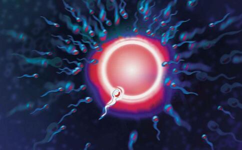 卵泡破了内膜会变薄吗-如何提高子宫内膜厚度- 卵泡破了内膜会变薄吗-如何提高子宫内膜厚度-